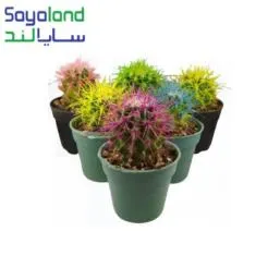کاکتوس اچینو رنگی