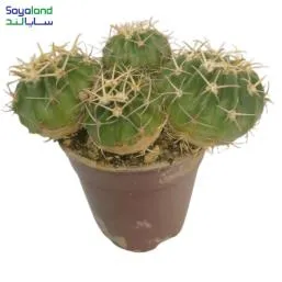کاکتوس اچینو تگزنسیس عمده فروشی