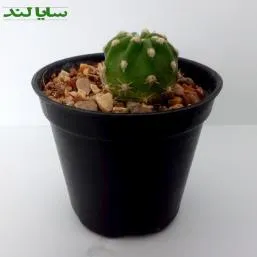 کاکتوس اچینوپسیس