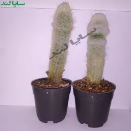 کاکتوس اسپوستوا