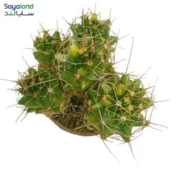 فروکاکتوس ابلق عمده فروشی