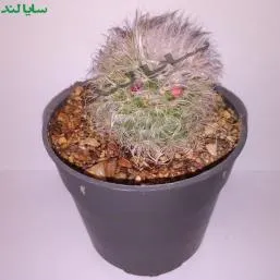 کاکتوس مامیلاریا بوکاسانا