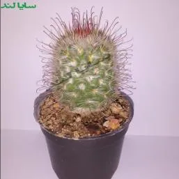 کاکتوس مامیلاریا انسیناتا