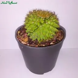مامیلاریا مارکسیانا