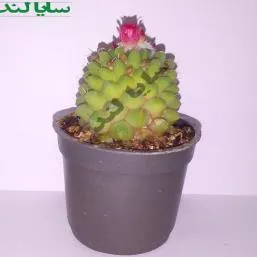 کاکتوس مامیلاریا کمپرسا یا آناناسی