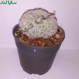 مامیلاریا پلوموزا