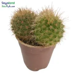 کاکتوس مامیلاریا عمده فروشی