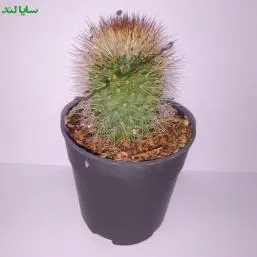 کاکتوس مامیلاریا دائو فرمیس