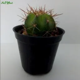 ملو کاکتوس