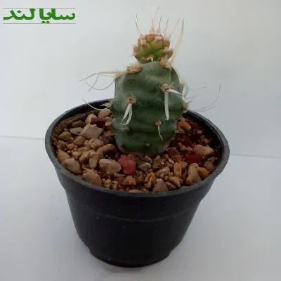 تفرو کاکتوس( خار کاغذی)