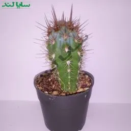 کاکتوس آزرو سرئوس