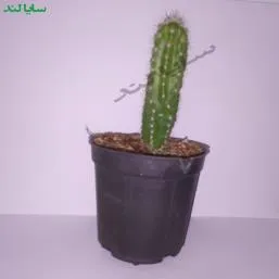 کاکتوس سرئوس