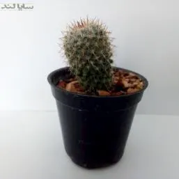 مامیلاریا کاکتوس