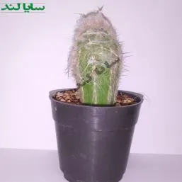 کاکتوس اورئو سرئوس
