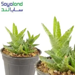 آلوئه ورا زینتی