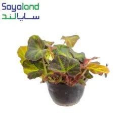 بگونیا موکتی