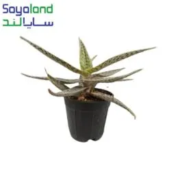 ساکولنت الوئه دلتا لایت
