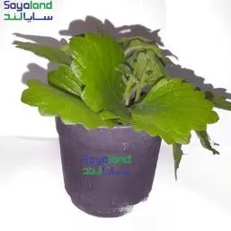 ساکولنت سایالند برگ تربچه ای