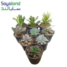 ساکولنت میکس