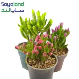 ساکولنت نعل اسبی