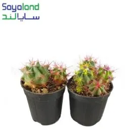 فروکاکتوس