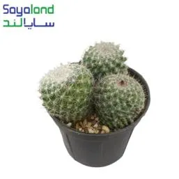 مامیلاریا هانیانا چندتایی