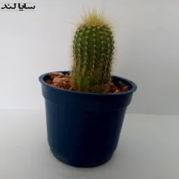 نوتو کاکتوس خورشیدی