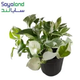 پتوس ارتشی