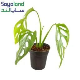 پتوس حصیری