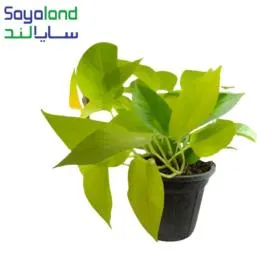 پتوس نئون