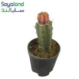 ژمینو ابلق پیوندی