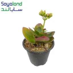 کالانکوا سایز کوچک
