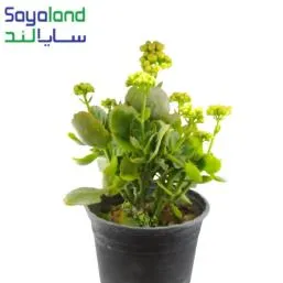 کالانکوا