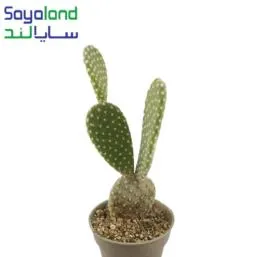 کاکتوس آپونتیا راکتی پهن