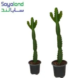 کاکتوس افوربیا سایز بزرگ