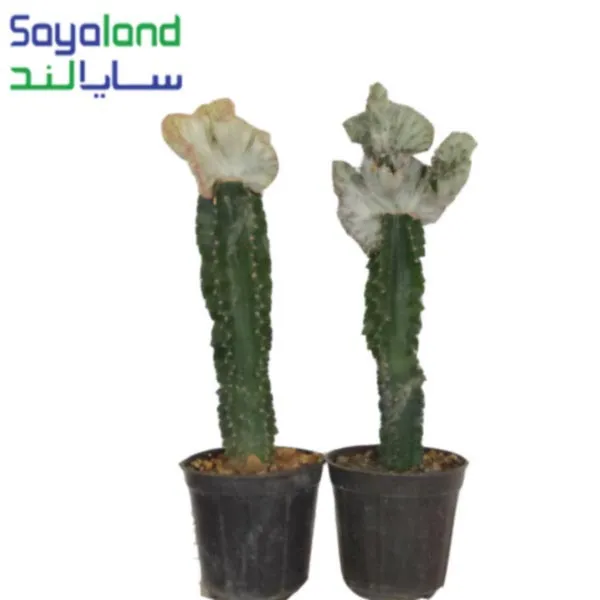 کاکتوس افوربیا لاکتی پیوندی