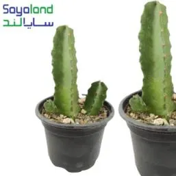 کاکتوس افوربیا