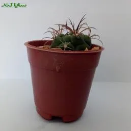 کاکتوس بروچی