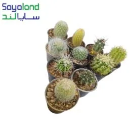 کاکتوس میکس