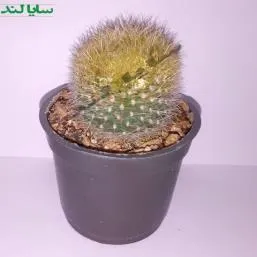 کاکتوس هاستلبرژیا