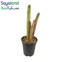 کاکتوس پرویانوس