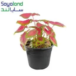 گل آپارتمانی کالادیوم قرمز