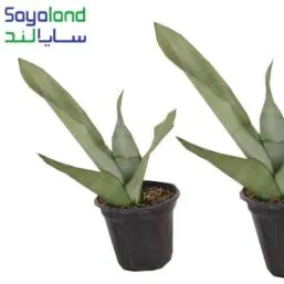 گل سانسوریا مهتابی