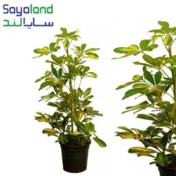 گل شفلرا ابلق