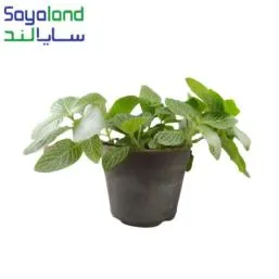 گل فتونیا