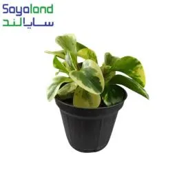 گل قاشقی ابلق