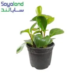 گل قاشقی سبز