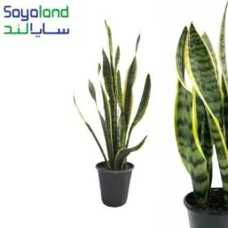 گیاه سانسوریای ابلق