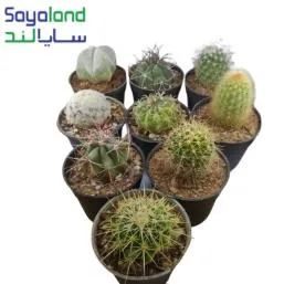پک کاکتوس بذری میکس