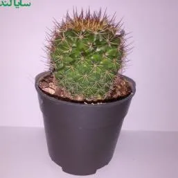 مامیلاریا مارکسیانا گل زرد